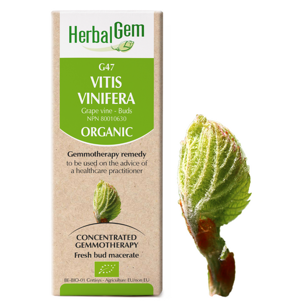 Vitis Vinifera (50ml)