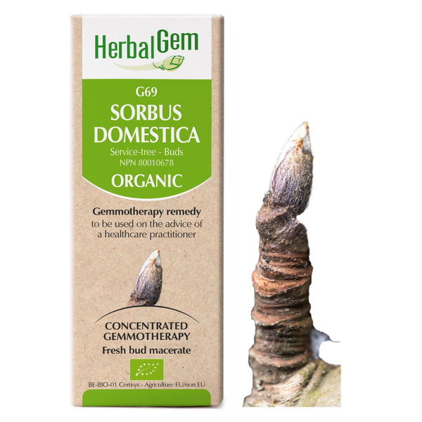 Sorbus Domestica (50ml)
