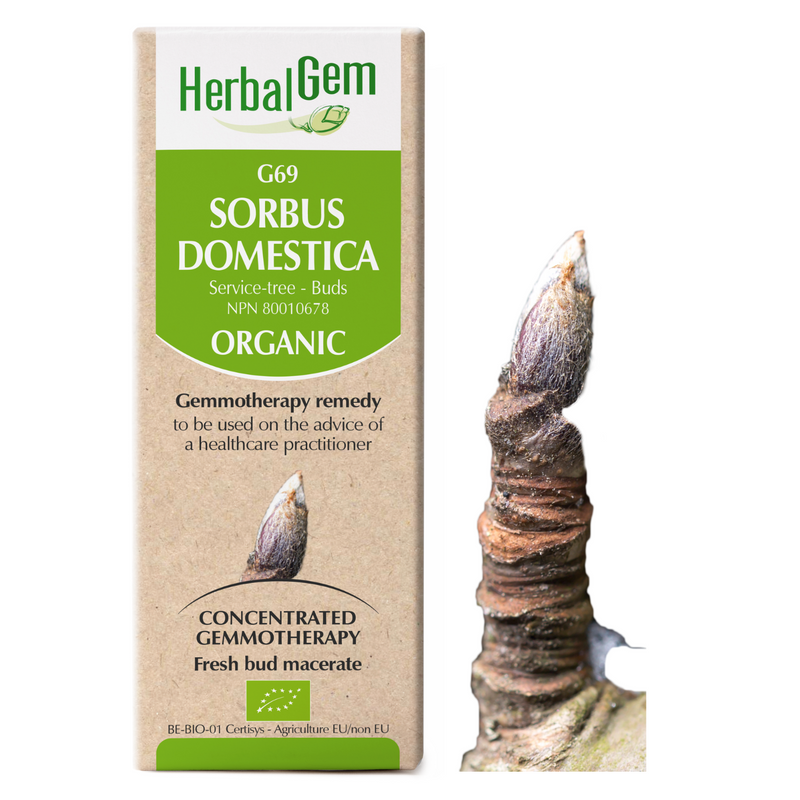 Sorbus Domestica (50ml)
