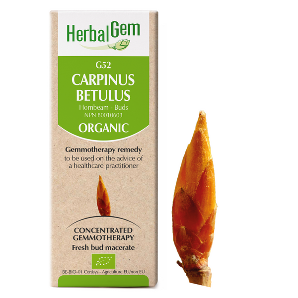 Carpinus Betulus (50ml)