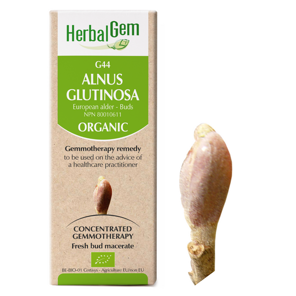 Alnus Glutinosa (15ml)