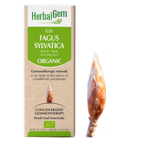 Fagus Sylvatica (50ml)