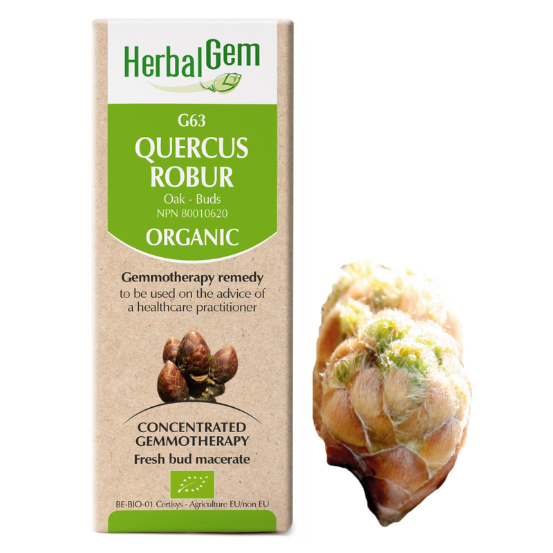 Quercus Robur/pedonculata (15ml)