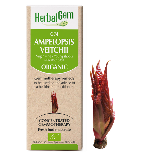 Ampelopsis Veitchii (50ml)