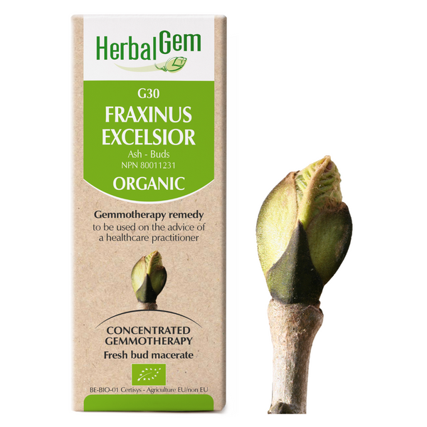 Fraxinus Excelsior (15ml)